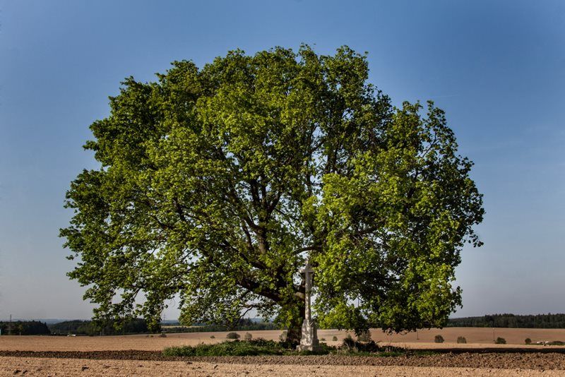 obrázek: Podpořte dub u Heroltic na Jihlavsku v anketě Strom roku 2014