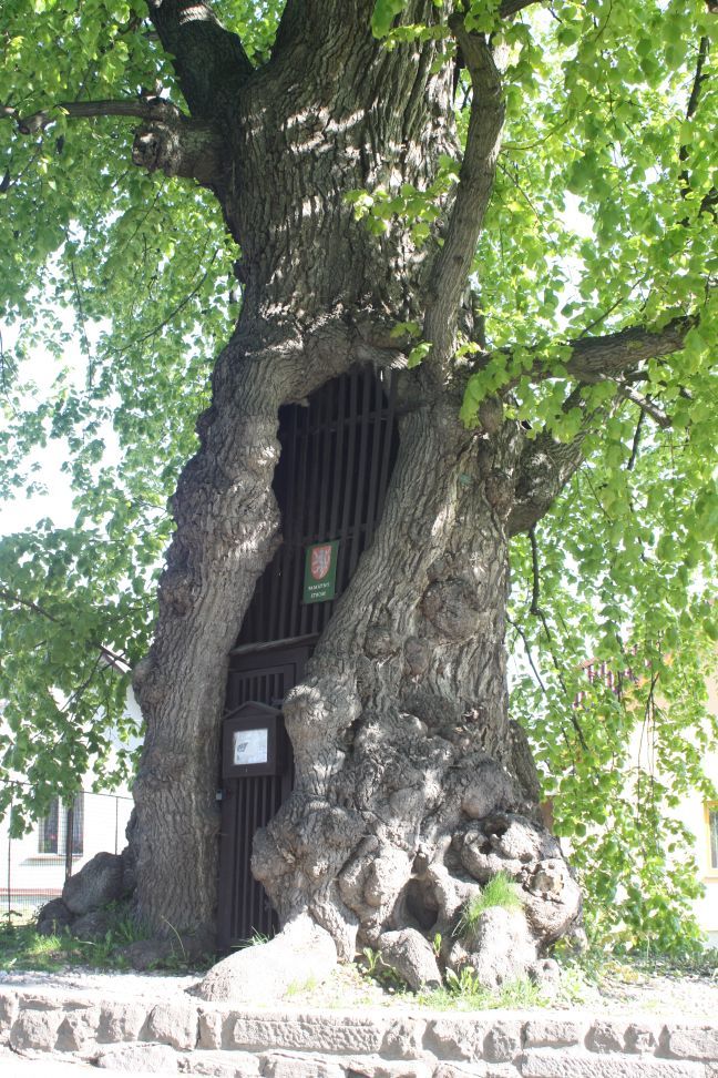Podpořte Jiřickou lípu v anketě Strom roku 2012