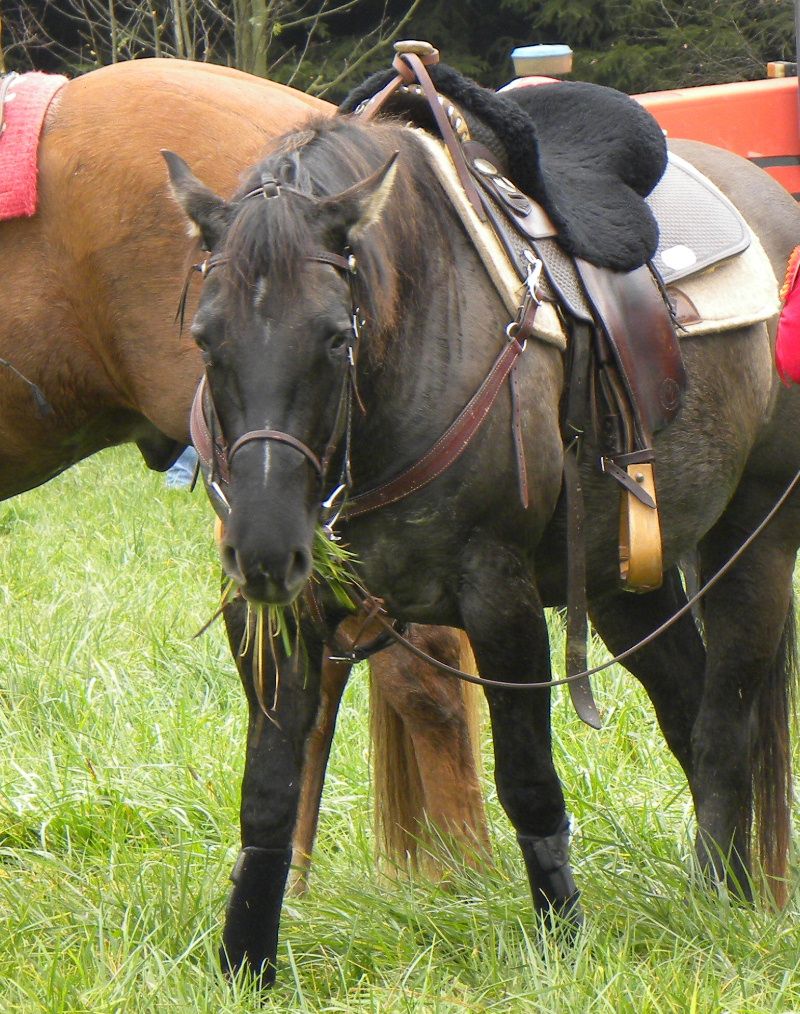 Podzimní slavnost koní v Rozsochatci