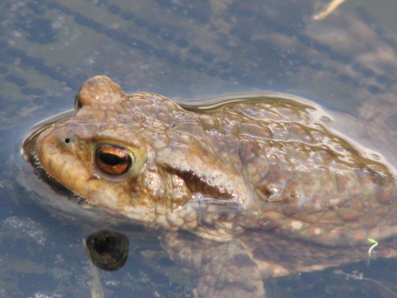 obrázek: Pojďte s námi za žábami, zvou jihlavští ochránci