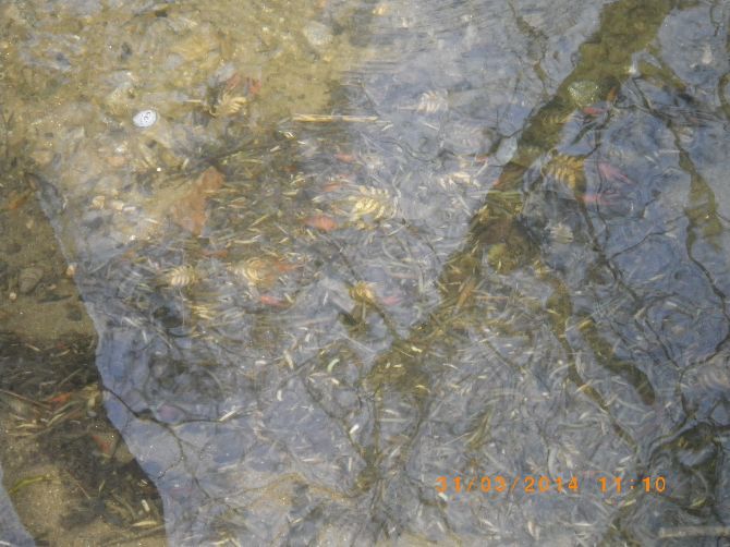 Pokuta 500 tisíc korun za únik pesticidu do řeky Doubravky