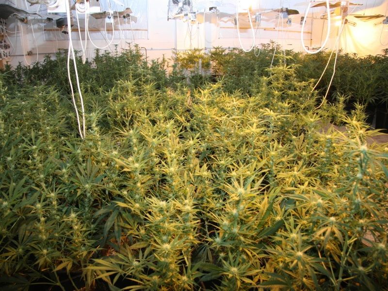 Policisté dopadli v Černovicích pěstitele konopí