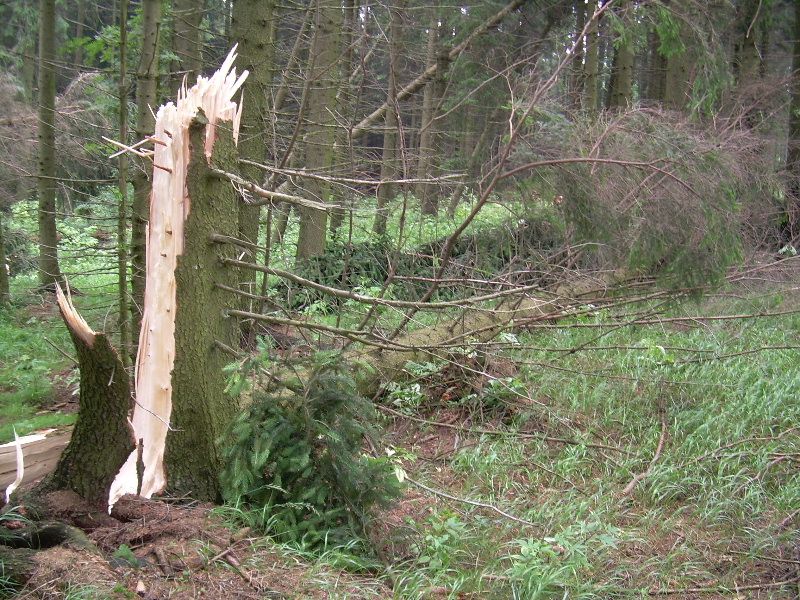Policisté znají zloděje dřeva na Žďársku