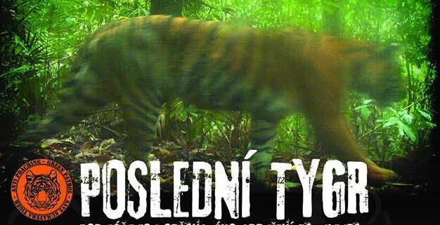 obrázek: Poslední tygr v Pacově