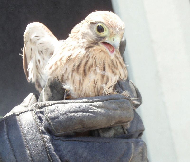 obrázek: Poštolka zabloudila ve věži dukovanské elektrárny