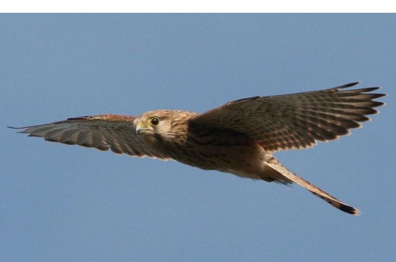 obrázek: Poštolky a kalousi z pavlovské stanice se vrací do přírody