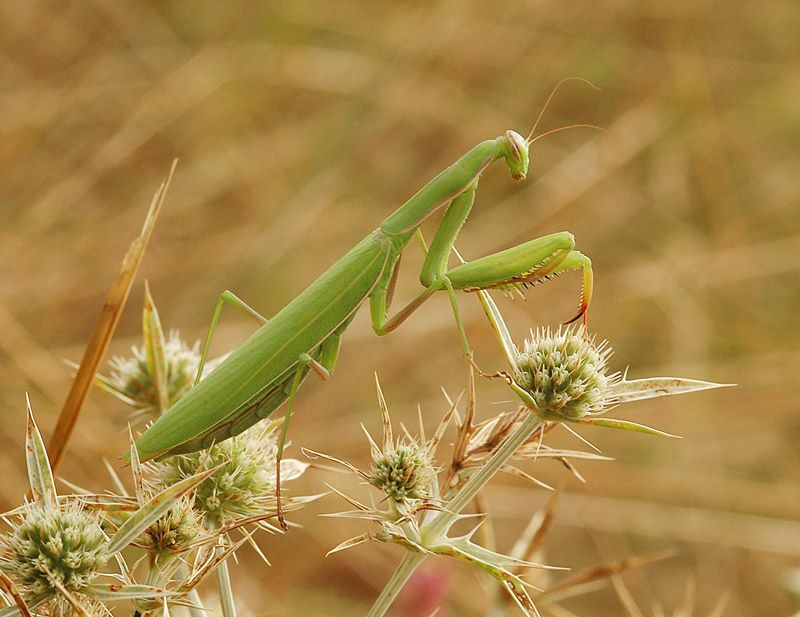 Přírodu je možno obdivovat přímo ve městě