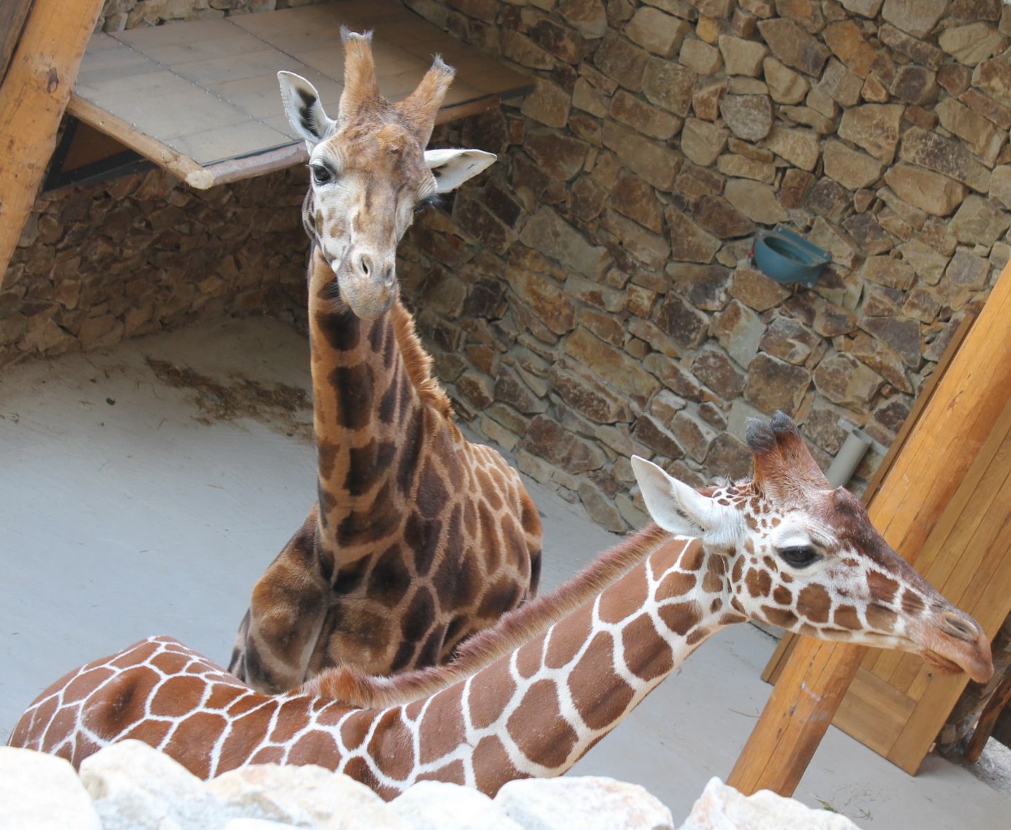 První dvě žirafy dorazily do jihlavské Zoo