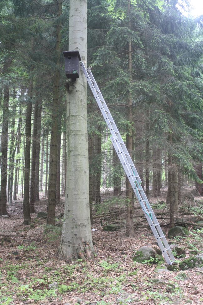 Ptáci na Vysočině dostanou nové bydlení