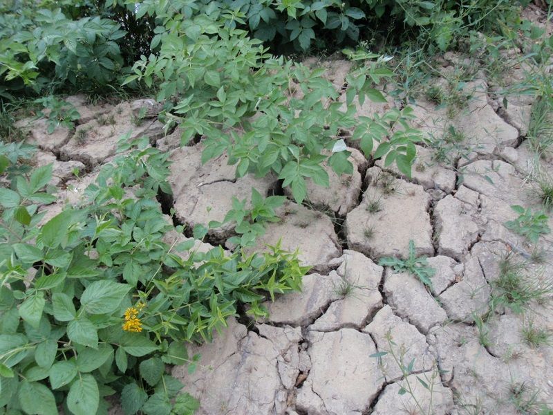 obrázek: Radnice v Havlíčkově Brodě vyzývá - šetřete vodou, je jí nedostatek