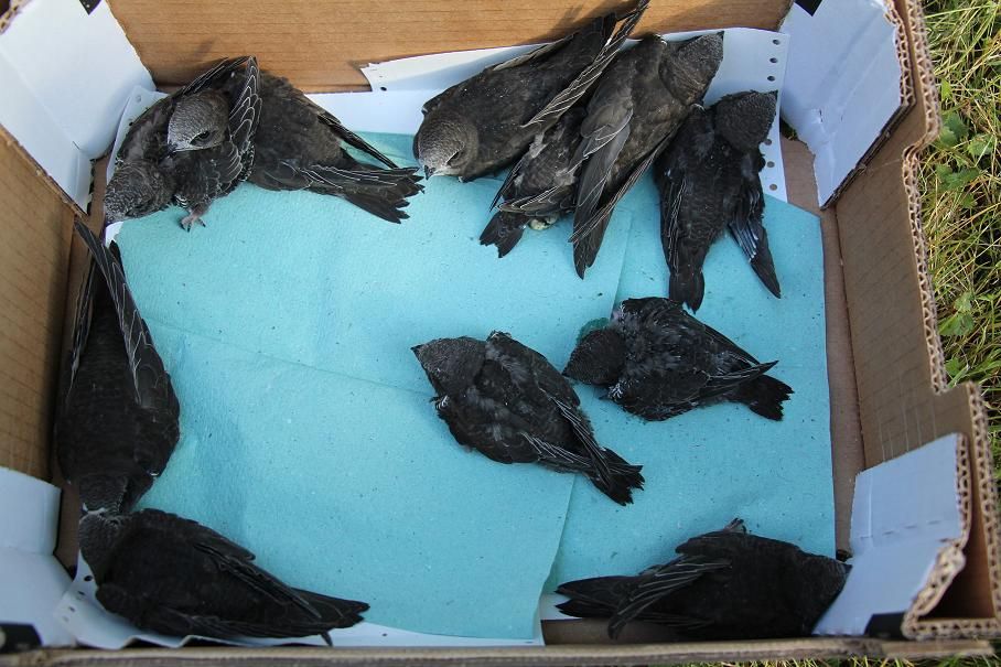 obrázek: Rorýsi se vrátí v Jihlavě do náhradních hnízd