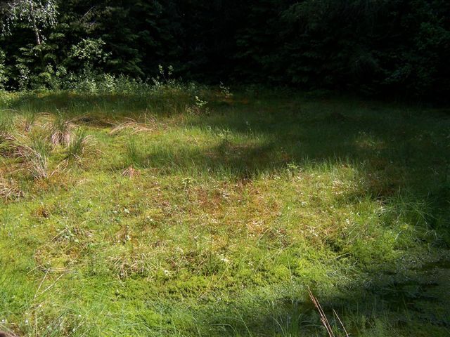Rosnatky okrouhlolisté nedaleko Doubravy
