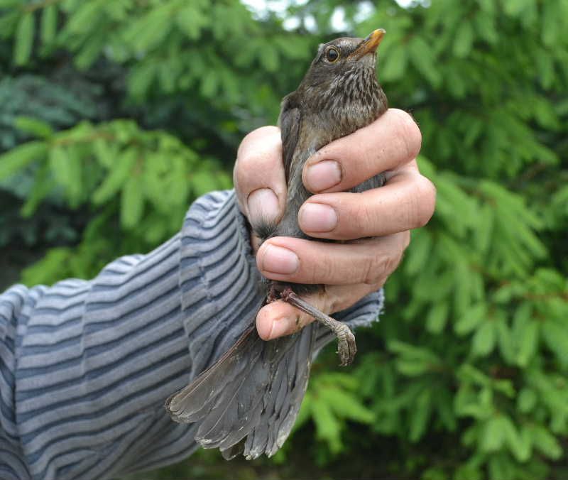 obrázek: Samice kosa černého uvízla v Třebíči v oplocení zahrady