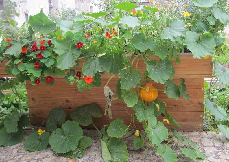 Slavnosti úrody na ekocentru Chaloupky Baliny