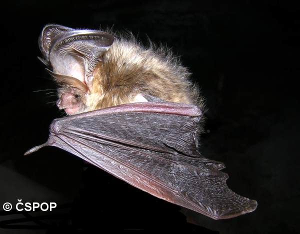 Sobotní noc na Orlíku bude patřit netopýrům