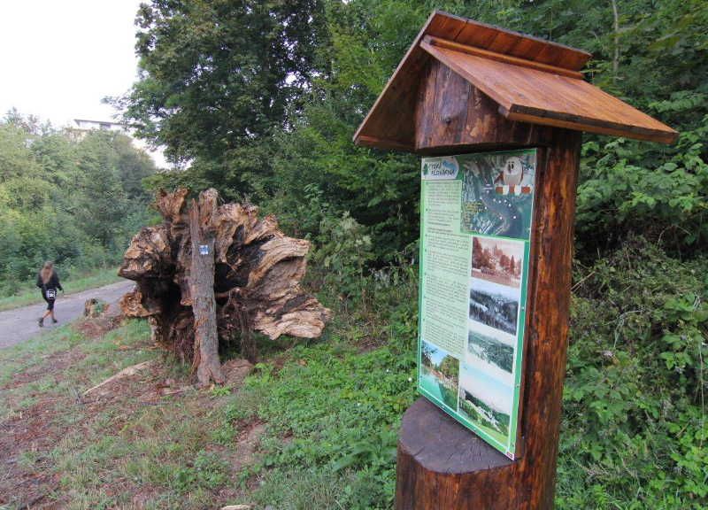 Sova provází kolem Staré plovárny v Jihlavě