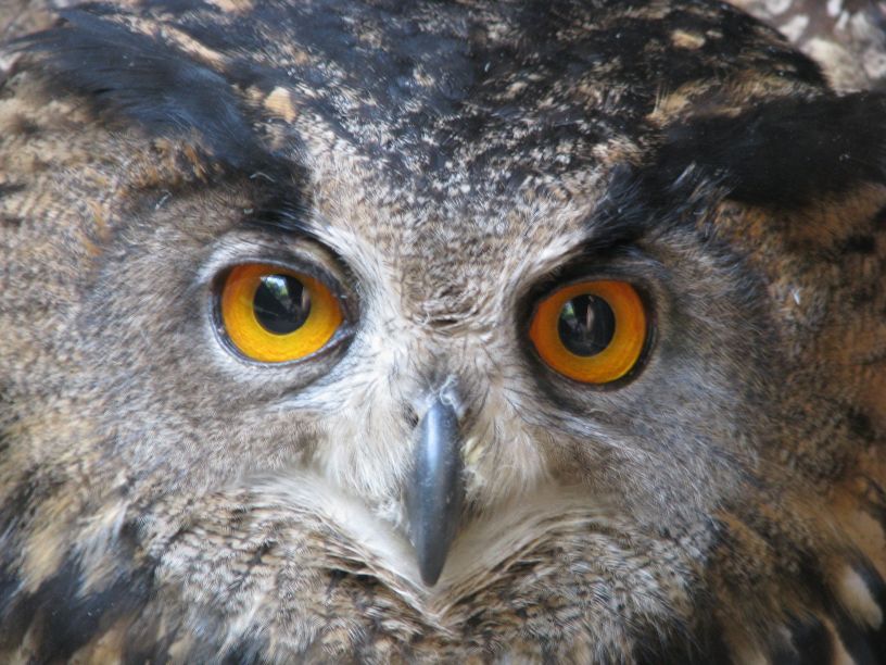 obrázek: Soví noc na Křemešníku už po desáté