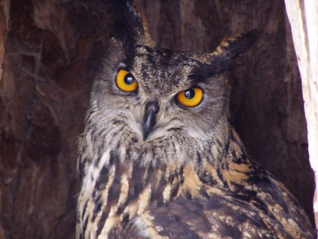 obrázek: Soví noc ve Velkém Meziříčí