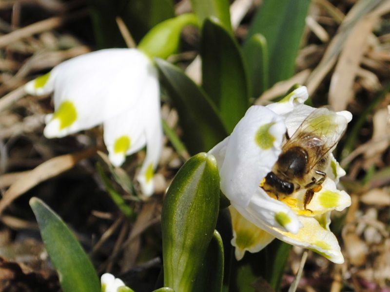 Společenský život hmyzu představí v Jihlavě
