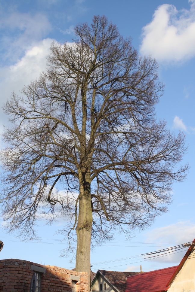 Strom hrdina v Mladých Bříštích se dočká ošetření