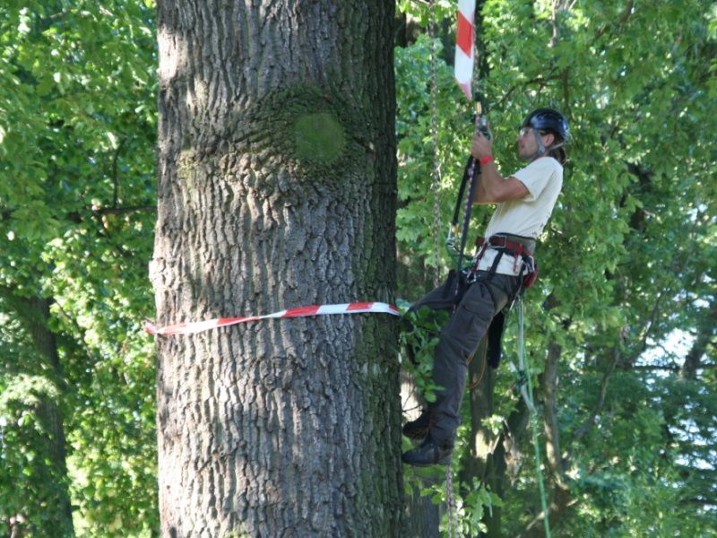 obrázek: Stromolezecké mistrovství o víkendu v Jihlavě