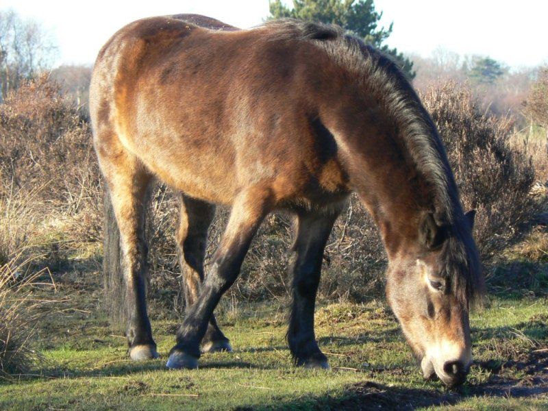 Tažní koně budou soupeřit v Dobrohostově