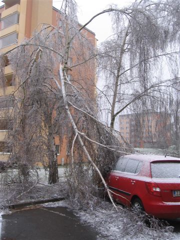 obrázek: Třebíč: Ledem zatížené stromy mohou ohrožovat okolí