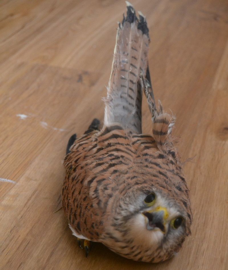 obrázek: Třebíčští hasiči opět pomohli zvířeti v nouzi