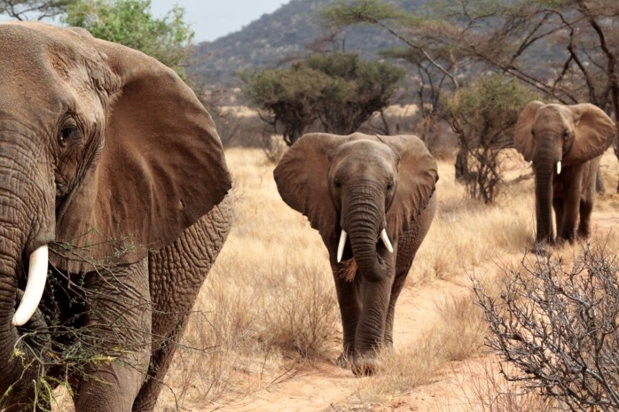 obrázek: Třikrát oceněnou Africu obscuru uvede její režisér v rodném Novém Městě