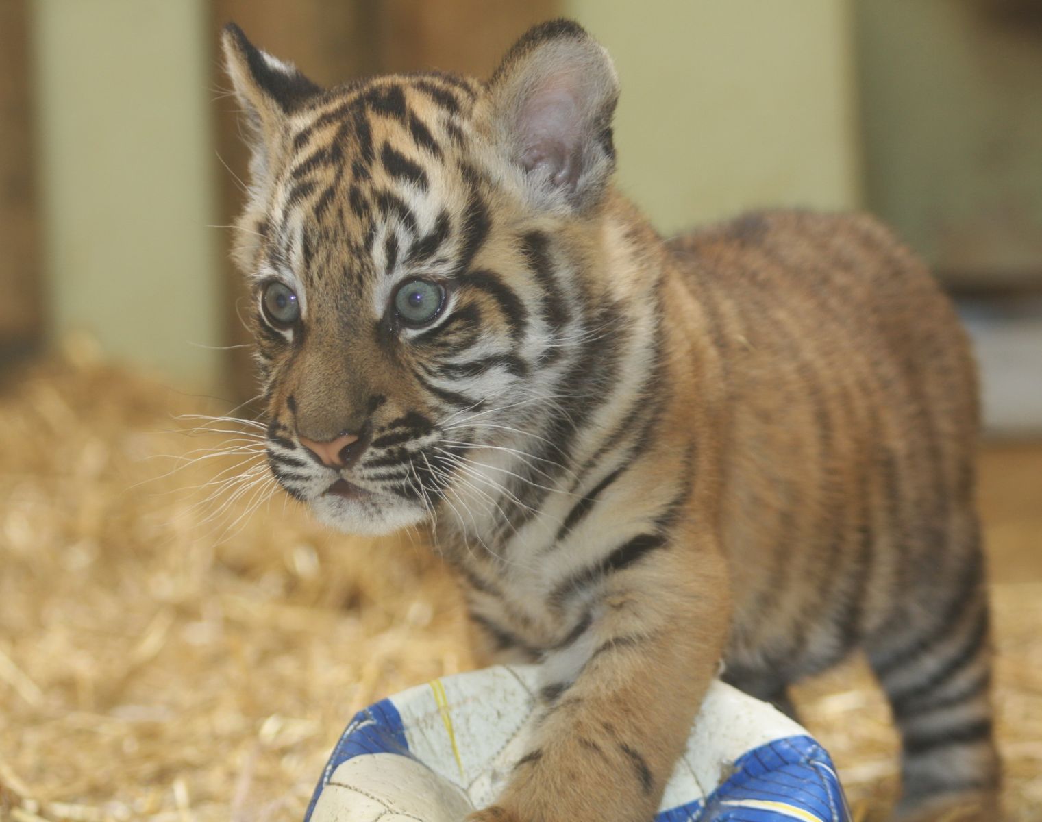 Tygří mládě v jihlavské Zoo je holka