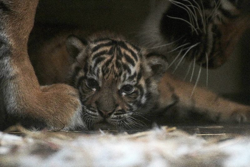 Tygřík a další mláďata lákají do jihlavské Zoo