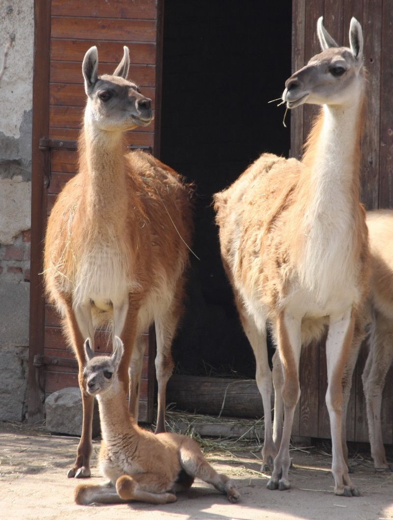 /uws_images/firmy/083199/clanky/tygrik-a-dalsi-mladata-lakaji-do-jihlavske-zoo/000001_h.JPG