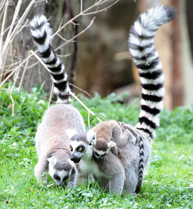 /uws_images/firmy/083199/clanky/tygrik-a-dalsi-mladata-lakaji-do-jihlavske-zoo/000002_h.JPG