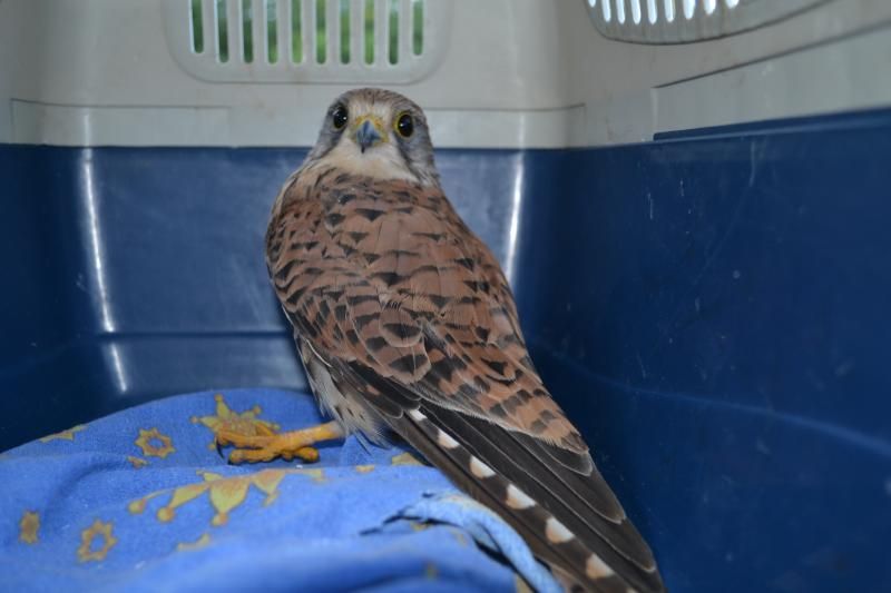 obrázek: U Kamenné objevil nálezce na silnici zraněnou poštolku obecnou