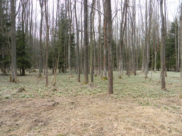 U Starého Ranska signalizují příchod jara lány bledulí