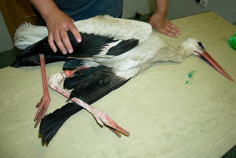 Uzdravěný čáp bílý se vrátí na Novoměstsku do volné přírody