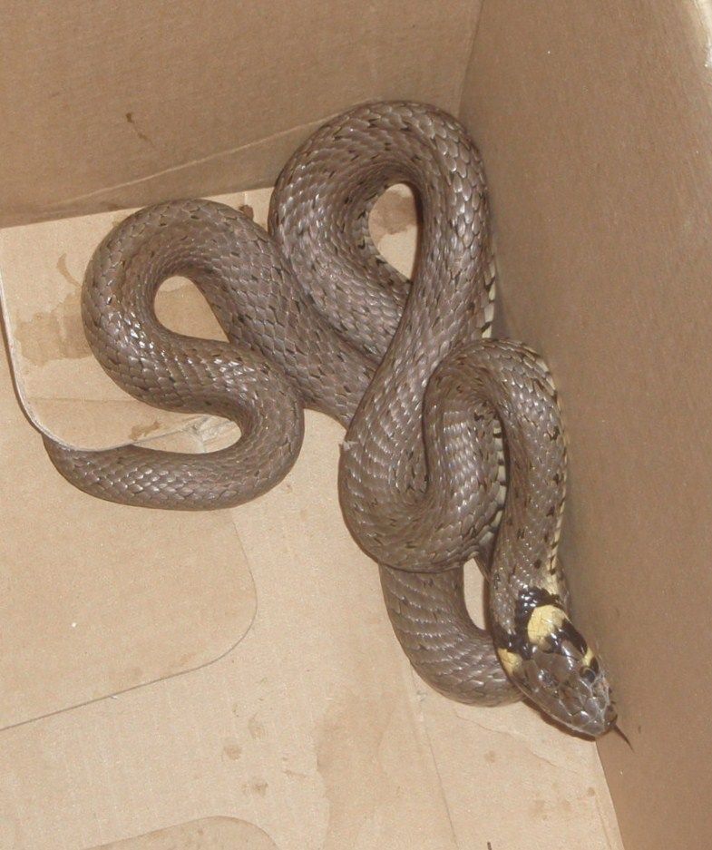 obrázek: Užovka zavítala do strojovny Jaderné elektrárny Dukovany