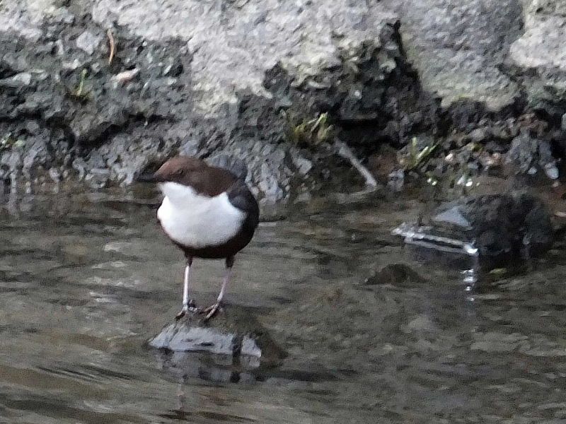 V Jihlavě hledali na Nový rok skorce vodního a našli