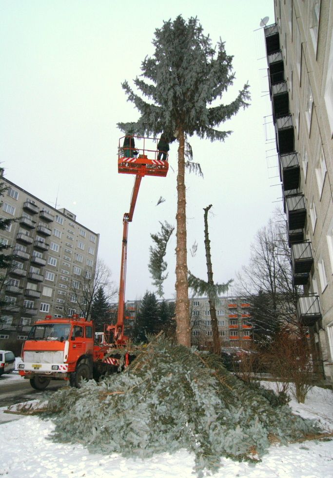 V Jihlavě likvidují nemocné stromy, některé nahradí nové