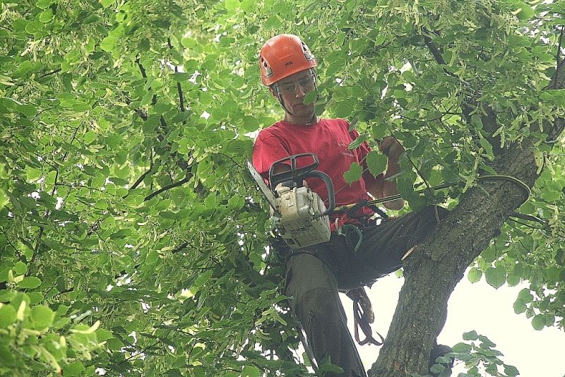 V Jihlavě začíná revitalizace čtyř tisíc stromů