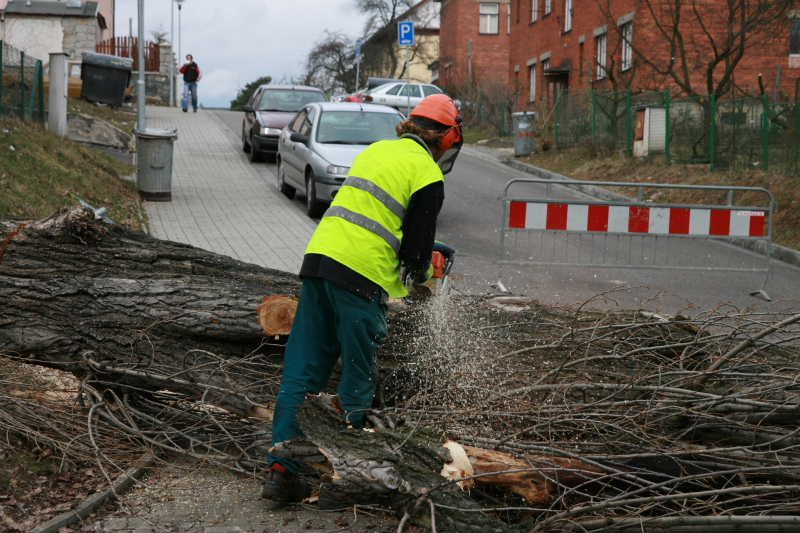obrázek: V Jihlavě zahájili kácení a probírky stromů