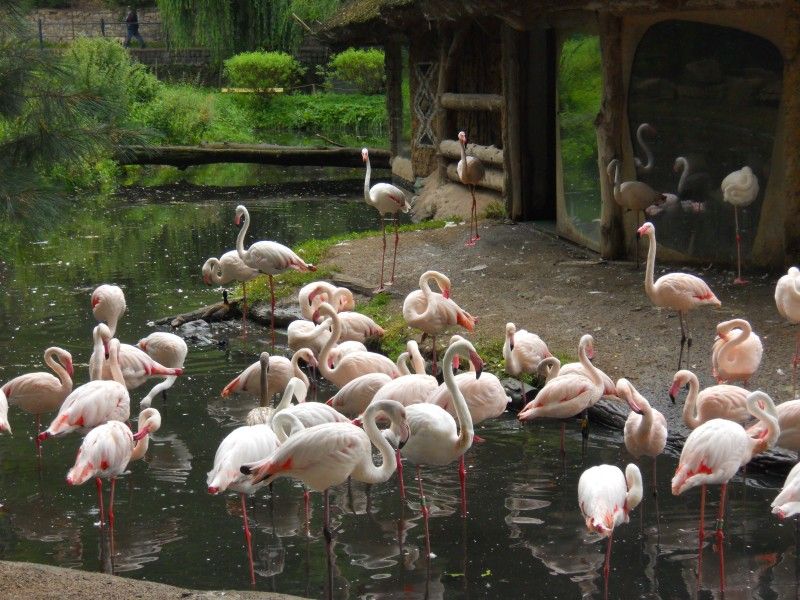 V jihlavské Zoo někdo ubil plameňáka