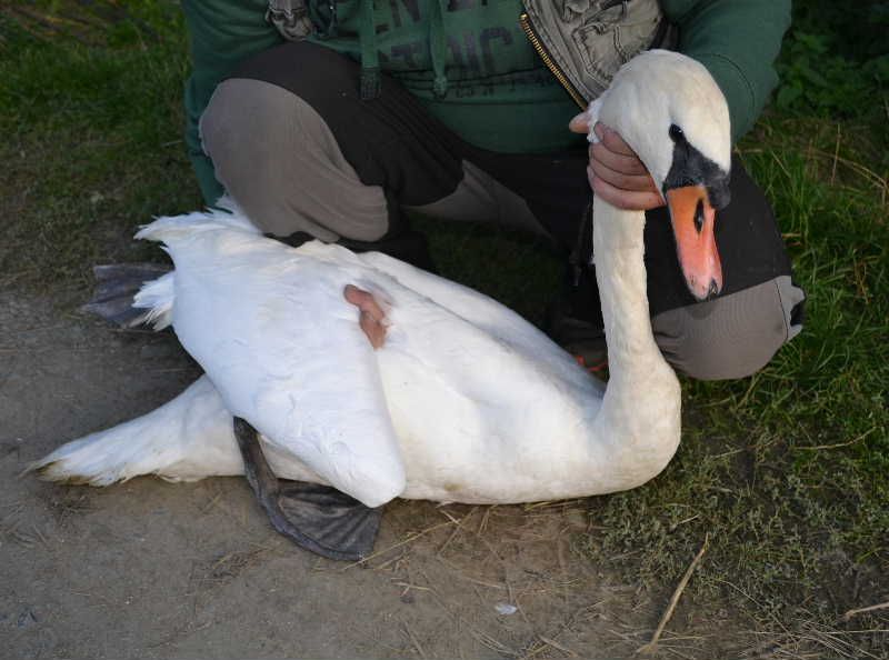 V obci Pyšel zachránili samce labutě