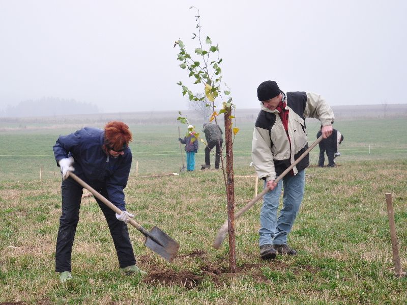 obrázek: V Počítkách se chystají na velký vítr, vysázejí větrolam