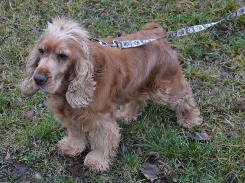 obrázek: V Třebíči našli kokršpaněla