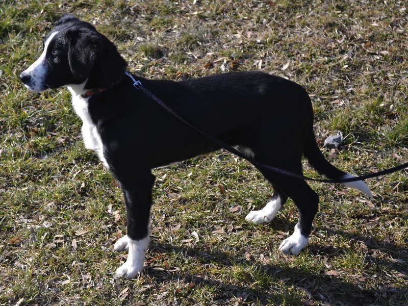 obrázek: V Třebíči našli půlroční fenku, hledají majitele