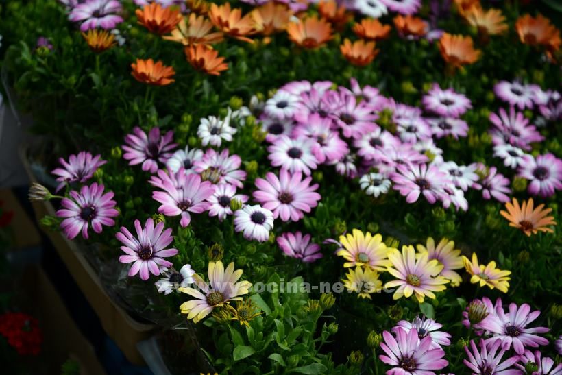 obrázek: V Třebíči soutěží, kdo má nejkrásnější květinovou výzdobu