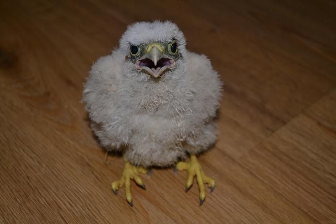 obrázek: V Třebíči zachránili další poštolku