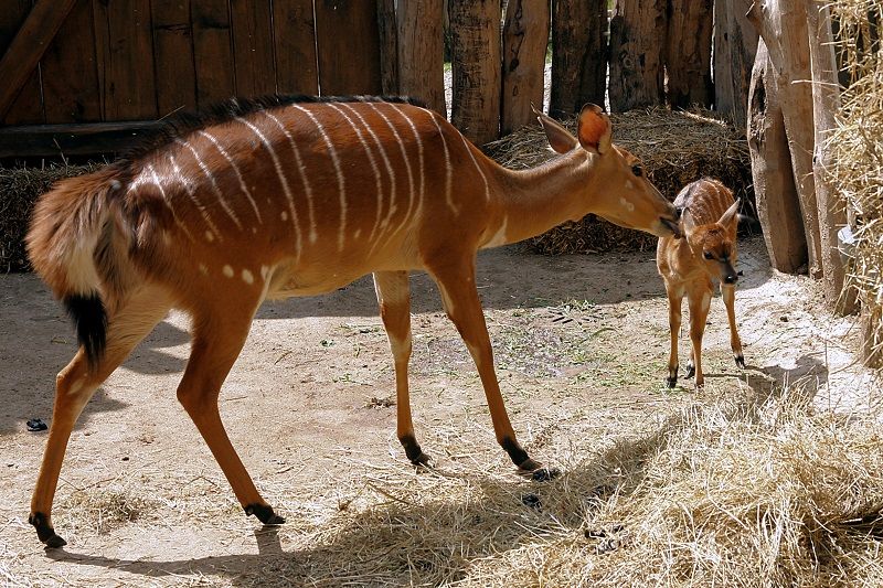 obrázek: V Zoo Jihlava se narodila nyala nížinná