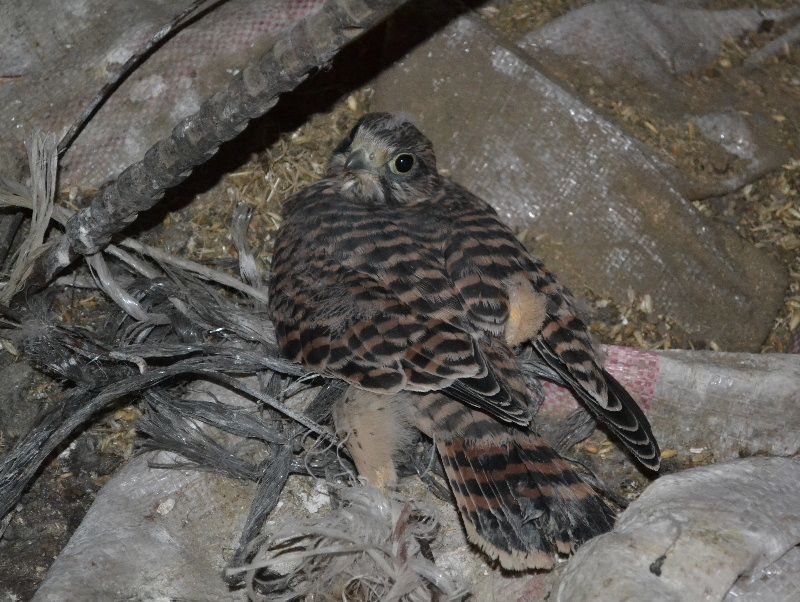 obrázek: Ve Starči pomohli zachránit poštolky obecné uvězněné v silu